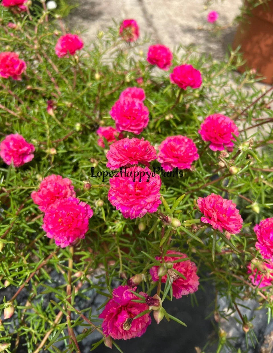 8 Unrooted Cuttings - Pink Portulaca Moss Rose - Portulaca grandiflora - Drought-Tolerant Ground Cover Plants
