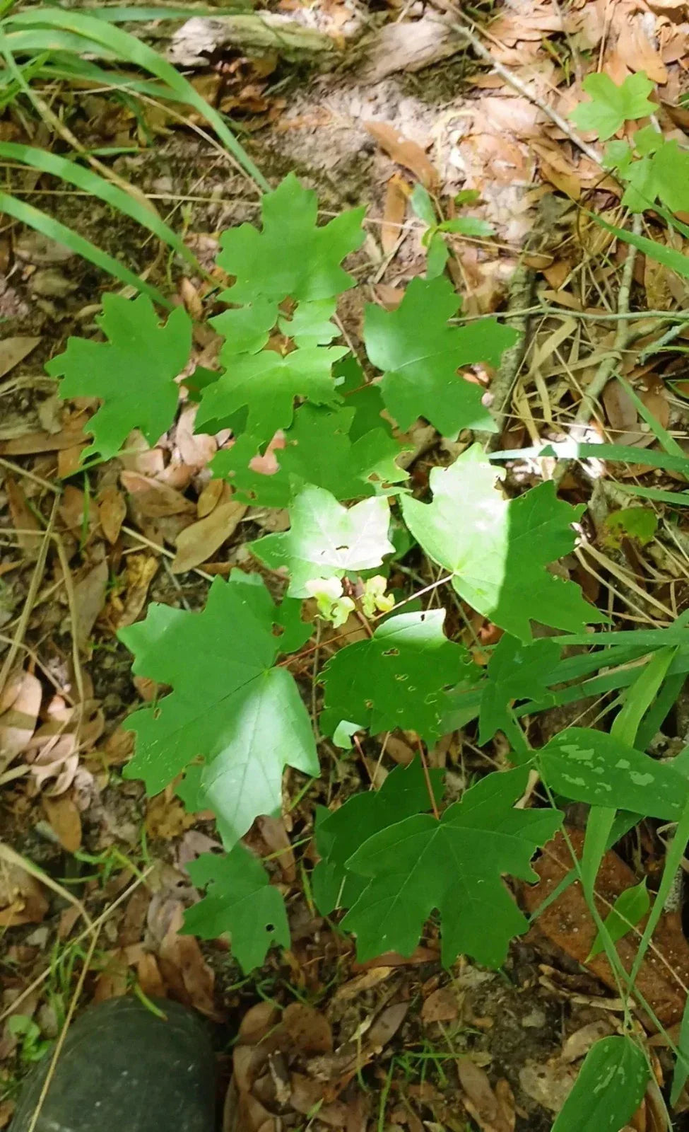 Red Maple Seedlings 1ft 2-Pack Fast-Growing Acer rubrum Hardy Shade Trees Southern Alabama Grown