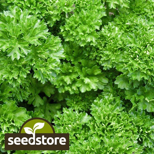 Forest Green Parsley Seeds | Heirloom Non-GMO Herb Seed | Petroselinum crispum | Premium Culinary Garden Seeds