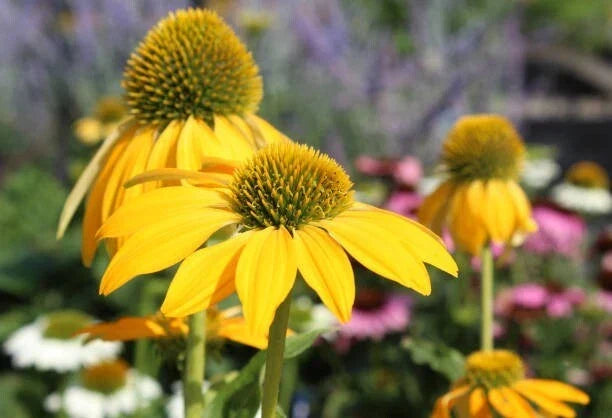 Yellow Coneflower Seeds - 200+ Pack - Echinacea purpurea - USA Grown Garden Planting - Attracts Pollinators