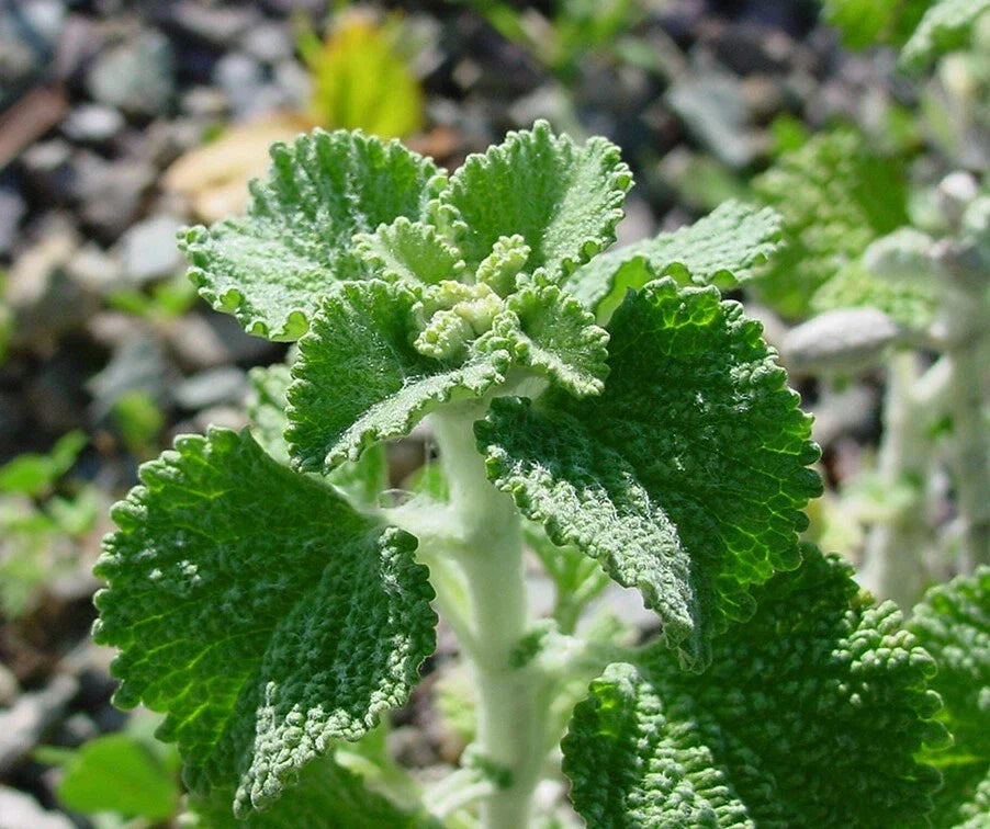 White Horehound Herb Seeds 250 Pack, Marrubium vulgare, Medicinal Perennial Herb, Traditional Remedies, Non-GMO