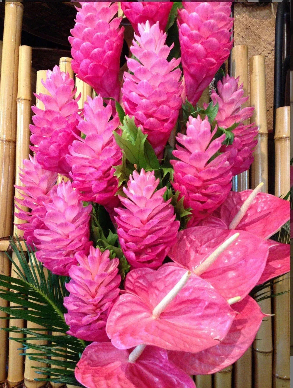 Hawaiian Hot Pink Ginger Plant - Small Rooted Starter - Alpinia purpurata - Tropical Flowering Perennial for Gardens and Indoor Decor