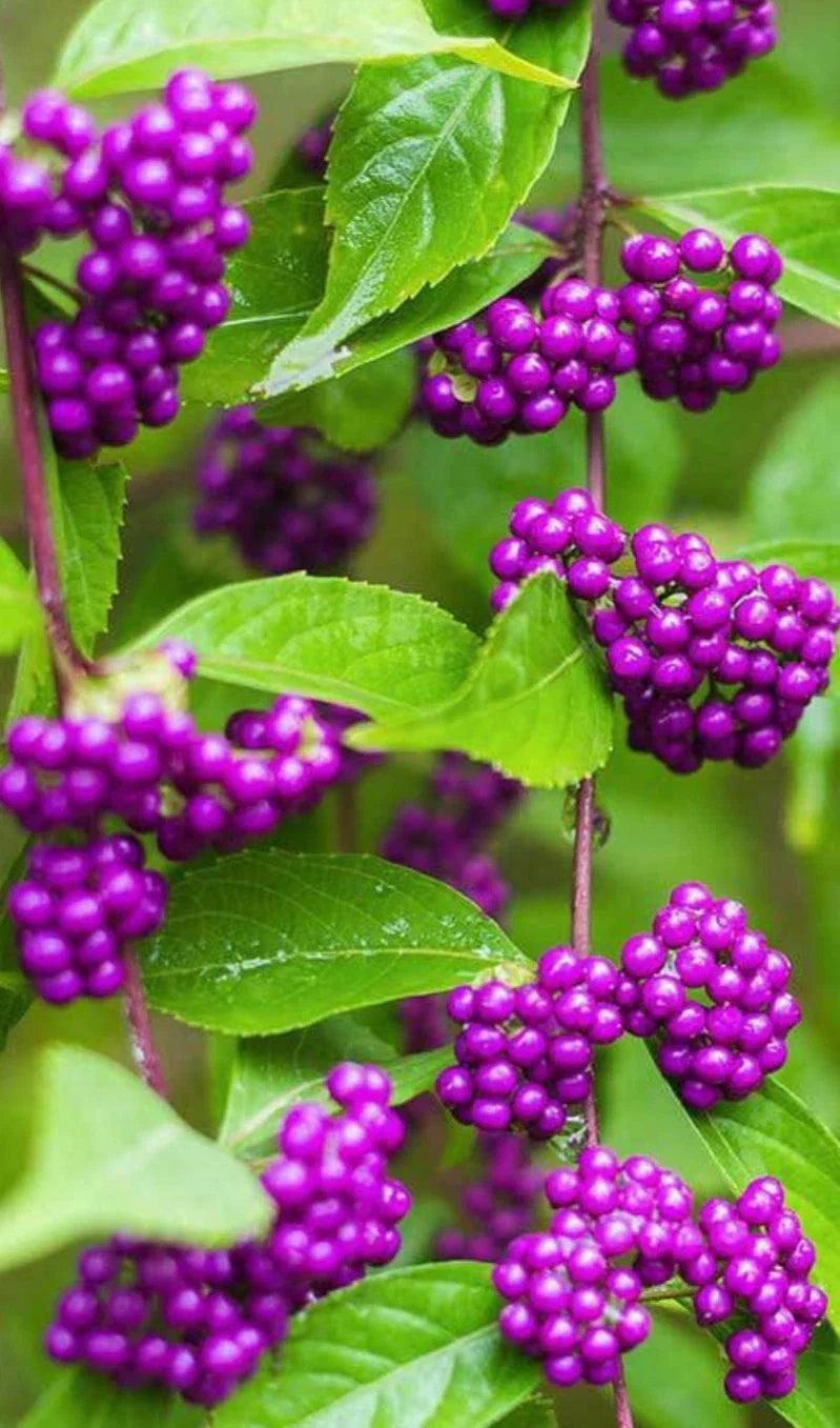 American Beauty Berry Bush Seedling 6" Live Plant - Purple Berries, Callicarpa americana - Attracts Birds & Butterflies