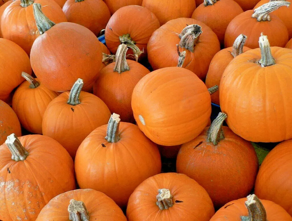 Organic Sugar Pumpkin Seeds - 30+ Heirloom Seeds for Vegetable Garden (Cucurbita pepo) - Non-GMO, Sweet Flavor