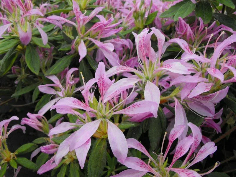 Koromo Shikibu Azalea Starter Plant - 4-Inch Pot - Rare Deciduous Rhododendron - Vibrant Seasonal Blooms