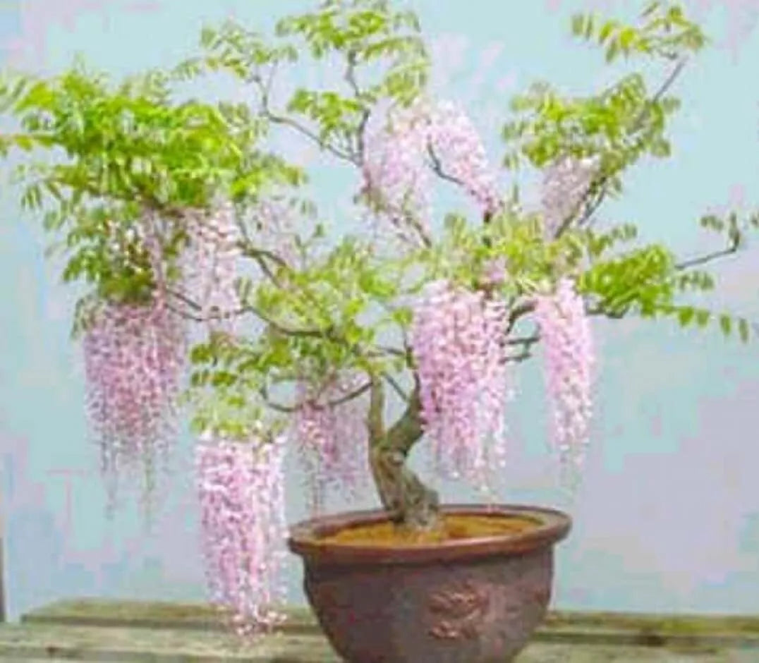 Rare Pink Wisteria Bonsai Tree Seeds, 5 Seeds - Flowering Wisteria floribunda, Compact Growth for Indoor or Garden Decor