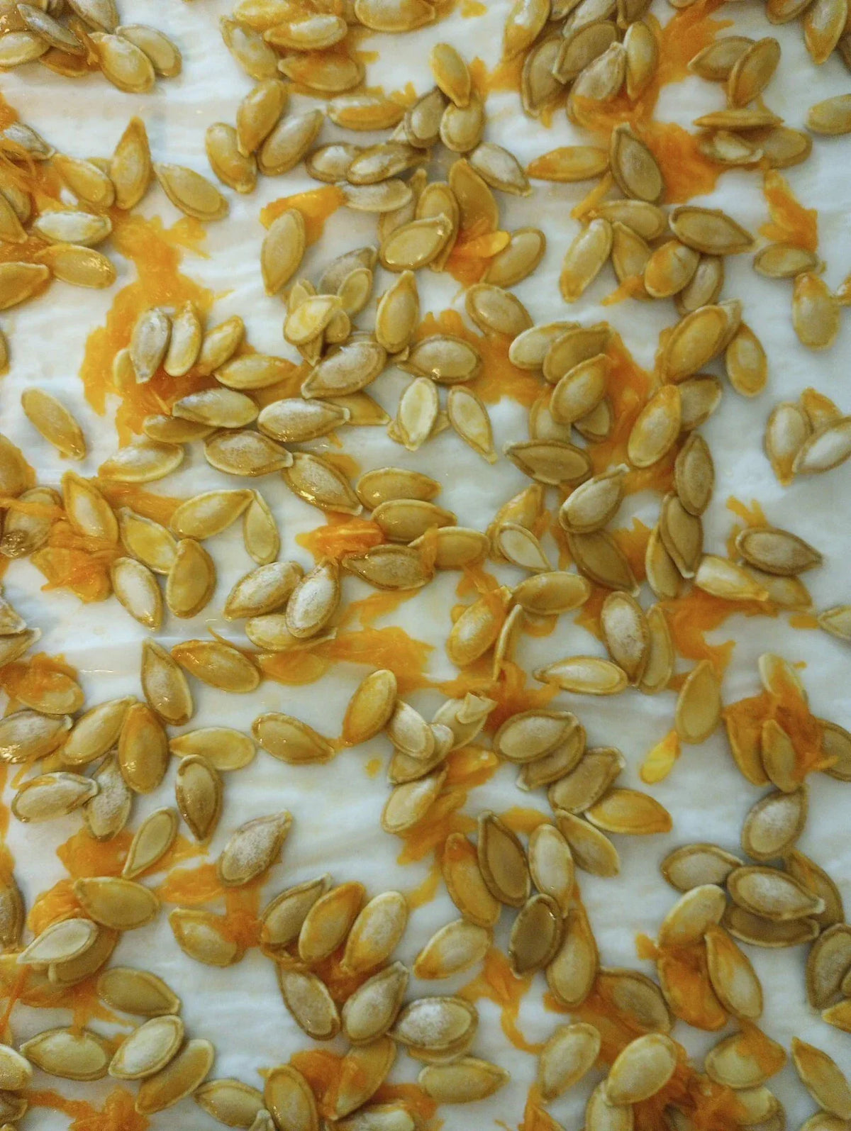Organic Heirloom Pumpkin Seeds - 20+ Seeds - Seminole Variety - Cucurbita moschata - Florida Native Gardening Seeds
