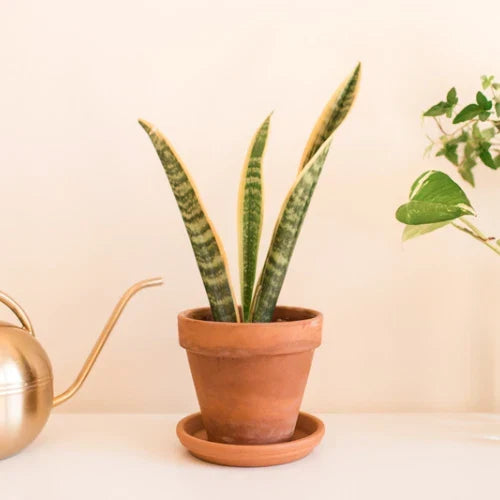 Snake Plant Cuttings - 2 Unrooted Mother-In-Law Tongue - Sansevieria trifasciata - Easy Propagation, Indoor Plant