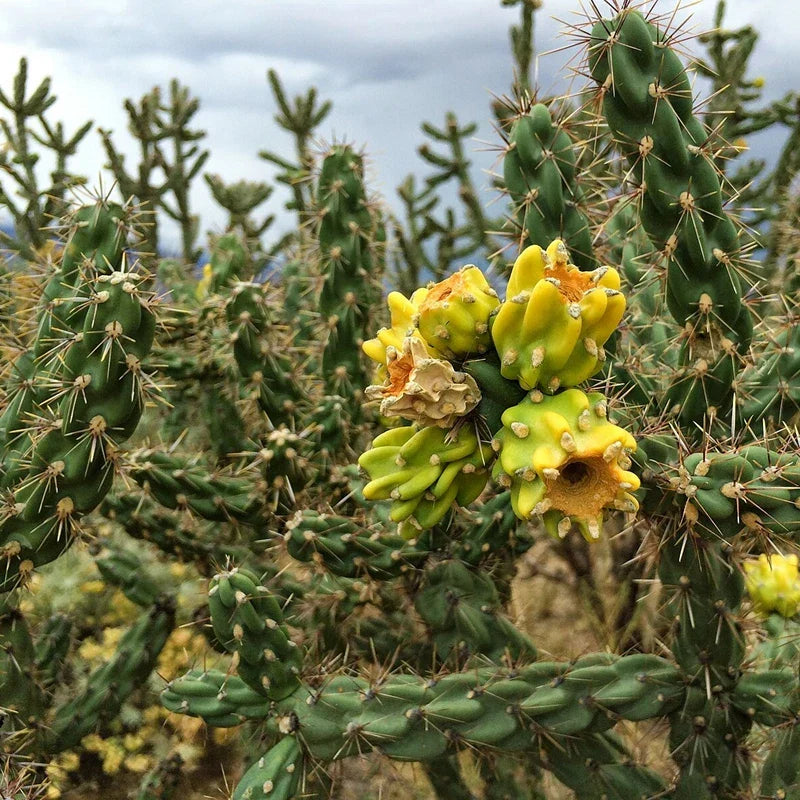 Tree Cholla Cuttings - Drought-Tolerant Succulent - Cylindropuntia imbricata - Ideal for Indoor or Outdoor Gardens