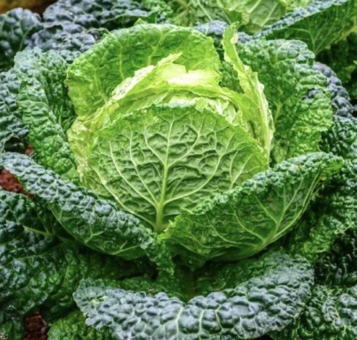 Savoy Cabbage Seeds | 500 Heirloom NON-GMO Seeds | Brassica oleracea | Flavorful, Crinkled Leaves for Home Gardens
