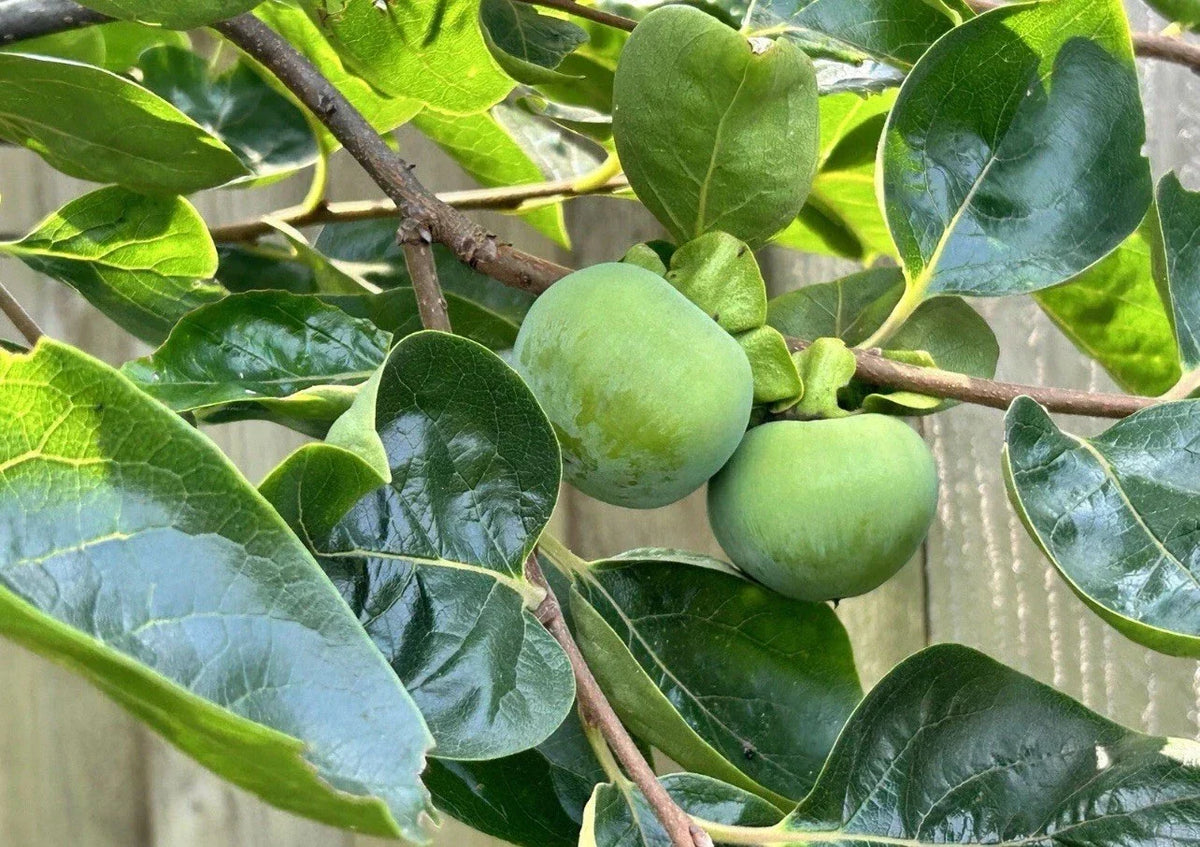 Japanese Fuyu Persimmon Tree Scions 6-8in for Grafting - Diospyros kaki - Sweet Non-Astringent Edible Fruit
