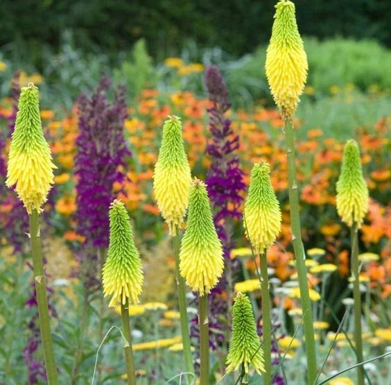 Hot Poker Seeds - 25 Bright Yellow Torch Lily Seeds, Kniphofia Perennial, Attracts Hummingbirds, Garden Planting