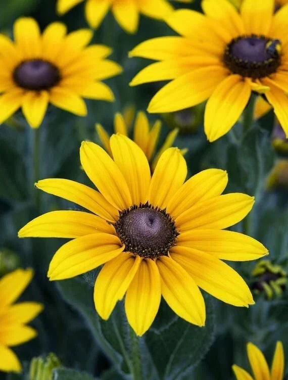 Black Eyed Susan Seeds - 100 Organic Rudbeckia Hirta Yellow Flower Seeds for Easy Gardening in USA