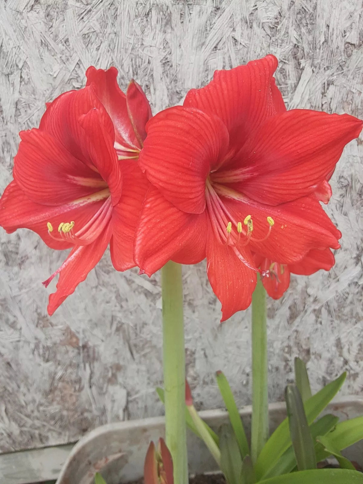 Red Orange Amaryllis Bulb (1) - Hippeastrum - Live Flowering Plant for Indoor Gardening