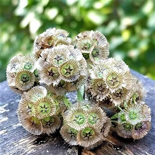 Starflower Seeds - 10 Rare Seeds for Planting - Trientalis borealis - Unique Blue & Purple Blooms - Ships from Iowa, USA