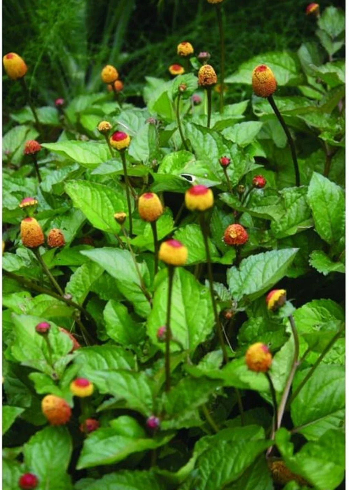 Toothache Plant Seeds - Organic 20+ Seeds - Spilanthes acmella oleracea - Edible Herbal Remedies for Garden