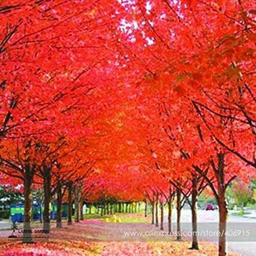 Japanese Red Maple Tree Seeds - 30 Pack - Acer palmatum 'Bloodgood' - Vibrant Foliage for Garden Landscaping