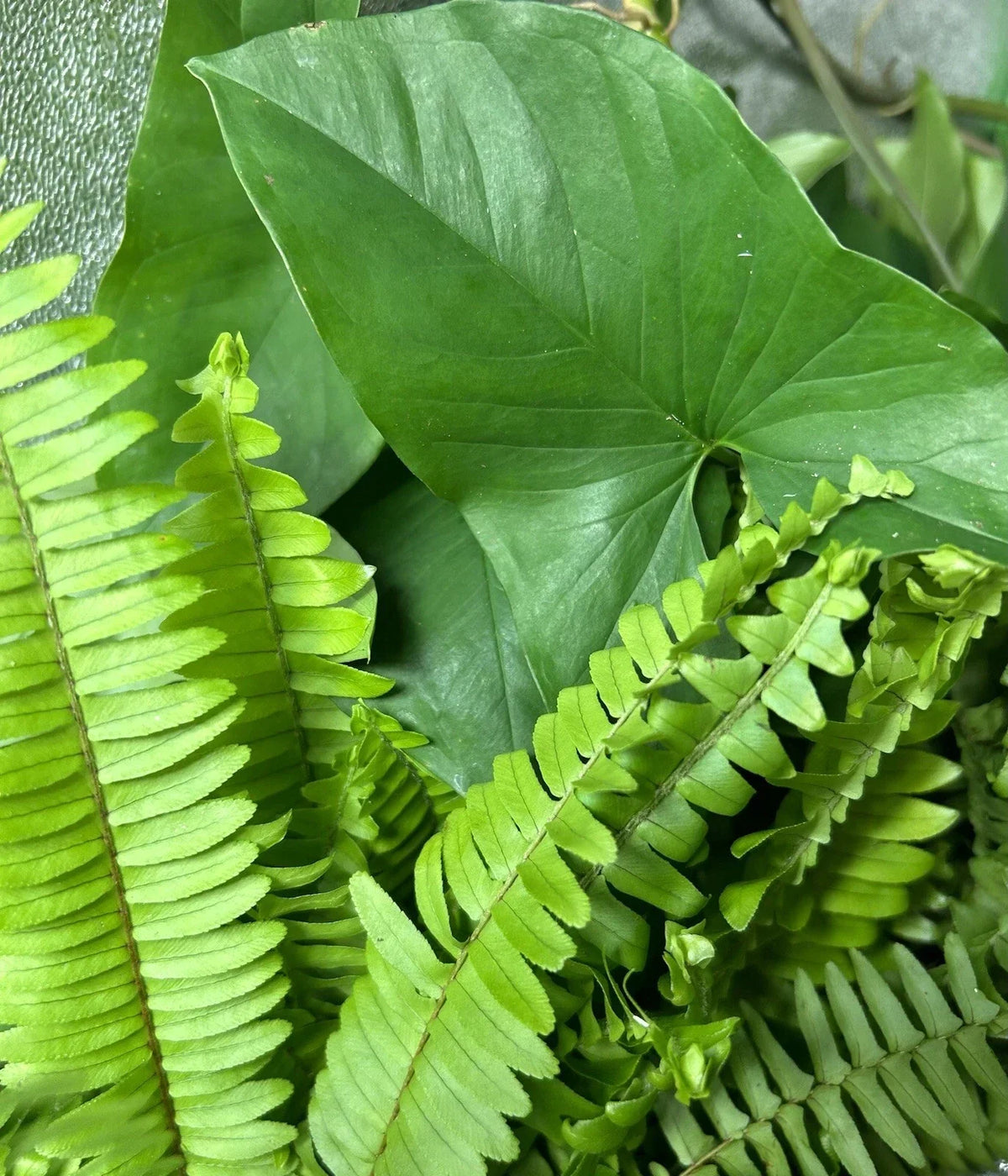 Rooted Plant Cuttings - 20 Ferns & Arrowheads - Healthy Indoor/Outdoor Plants - Various Species