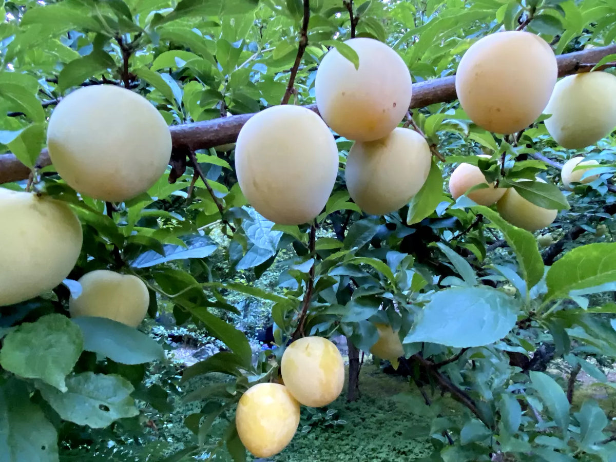 Japanese Yellow Plum Cuttings - 4 Large Edible Fruit Propagation Cuttings - Prunus salicina - Ideal for Landscaping