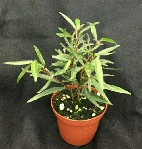 Willow Leaf Ficus Plant | 3" Pot | Ficus salicifolia | Indoor Houseplant, Low Maintenance, Air-Purifying Ficus