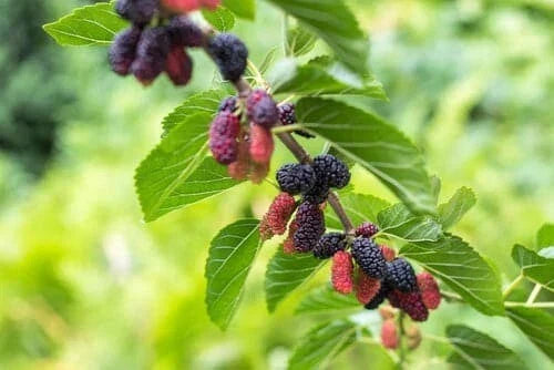 Dwarf Everbearing Mulberry Plant 4" Pot - Morus nigra - Fast-Growing Fruit Tree for Wildlife & Culinary Use