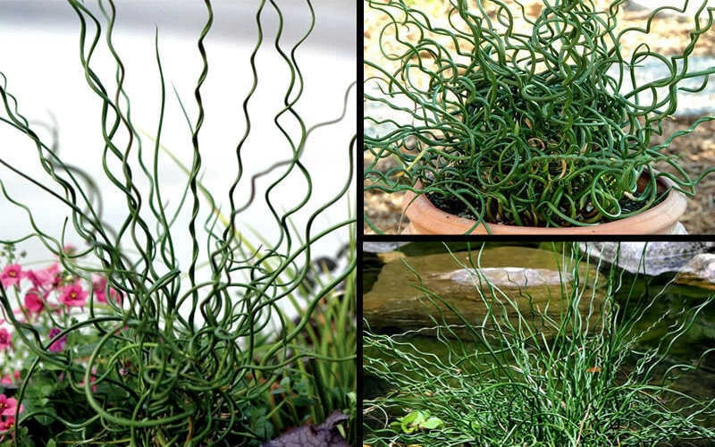 Big Twister Rush Live Starter Plant 12-20" Juncus effusus 'Big Twister' Ornamental Grass Aquatic Plant for Gardens