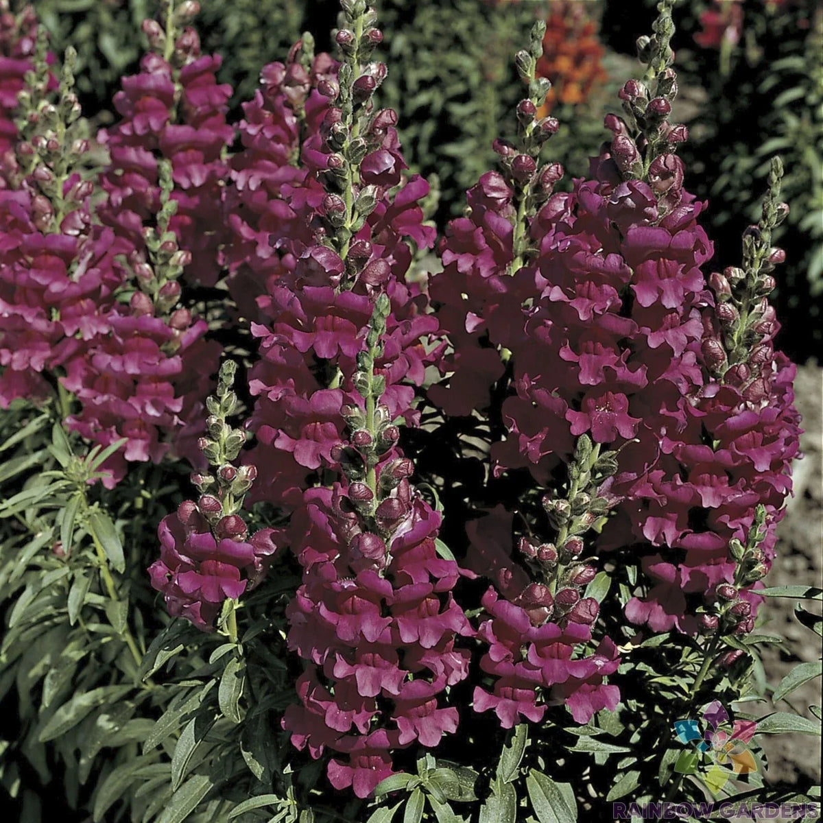 Liberty Lavender Snapdragon Seeds - 1000+ Premium Antirrhinum majus - USA Grown - Ideal for Borders & Containers