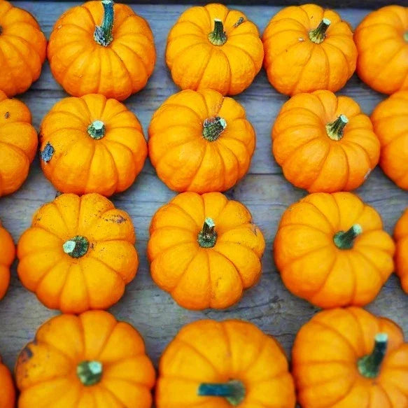 Munchkin Pumpkin Seeds - 25 Count Mini Jack Be Little Ribbed - Cucurbita pepo - Ideal for 2025 Planting