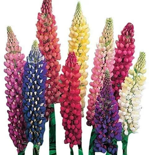 Giant Lupine Seeds - 20 Count - Exotic Flower Variety - Lupinus polyphyllus - Vibrant Garden Blooms for Pollinators