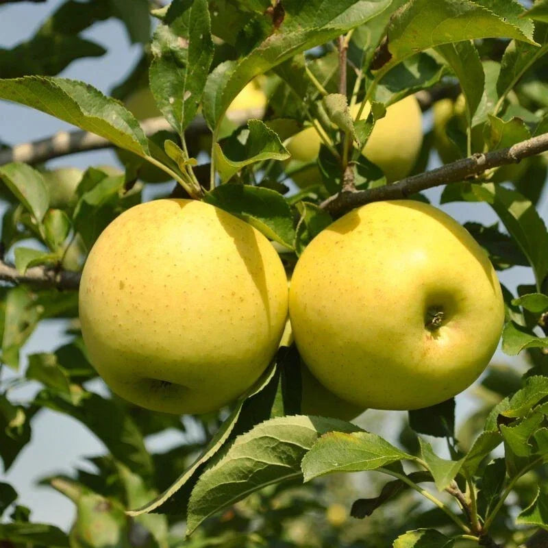 Golden Delicious Apple Tree Bare Root Malus domestica Self-Pollinating Variety for Home Gardens and Orchards
