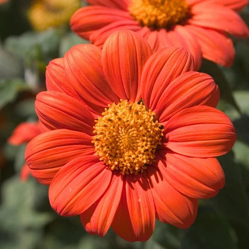 Mexican Sunflower Seeds, 100 Count, Orange Tithonia, Attract Butterflies, Daisy-Like Blooms, Pollinator Friendly
