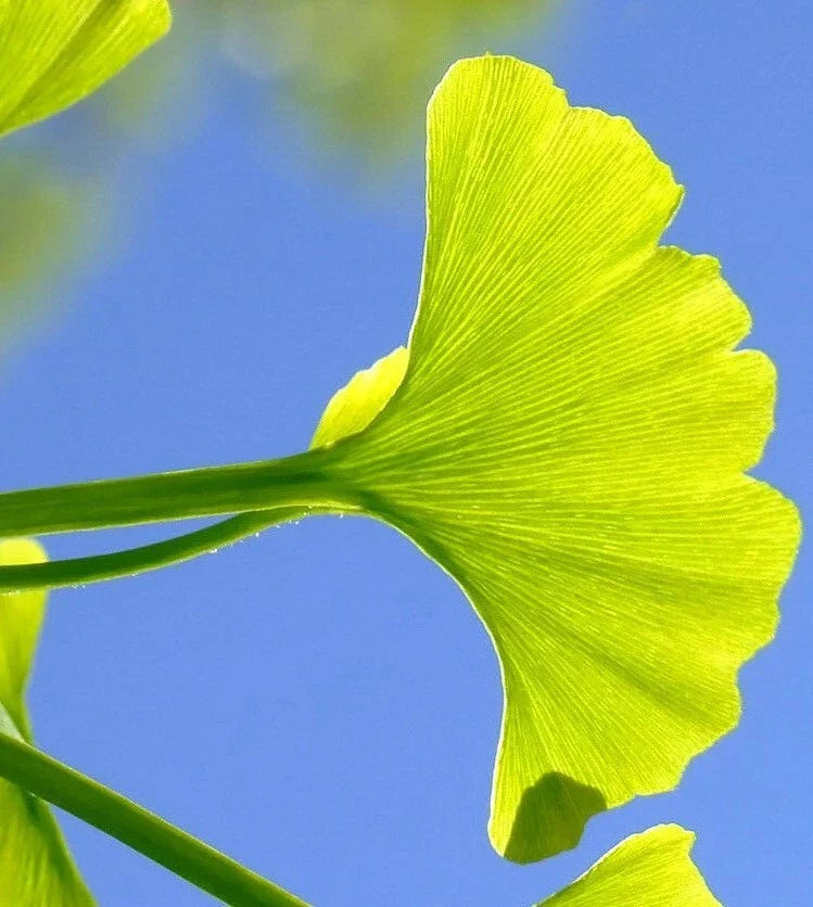 Ginkgo Biloba Cuttings 5-7 for Rooting & Grafting, Medicinal Tree, Ginkgo Tree Cuttings, Ginkgo biloba