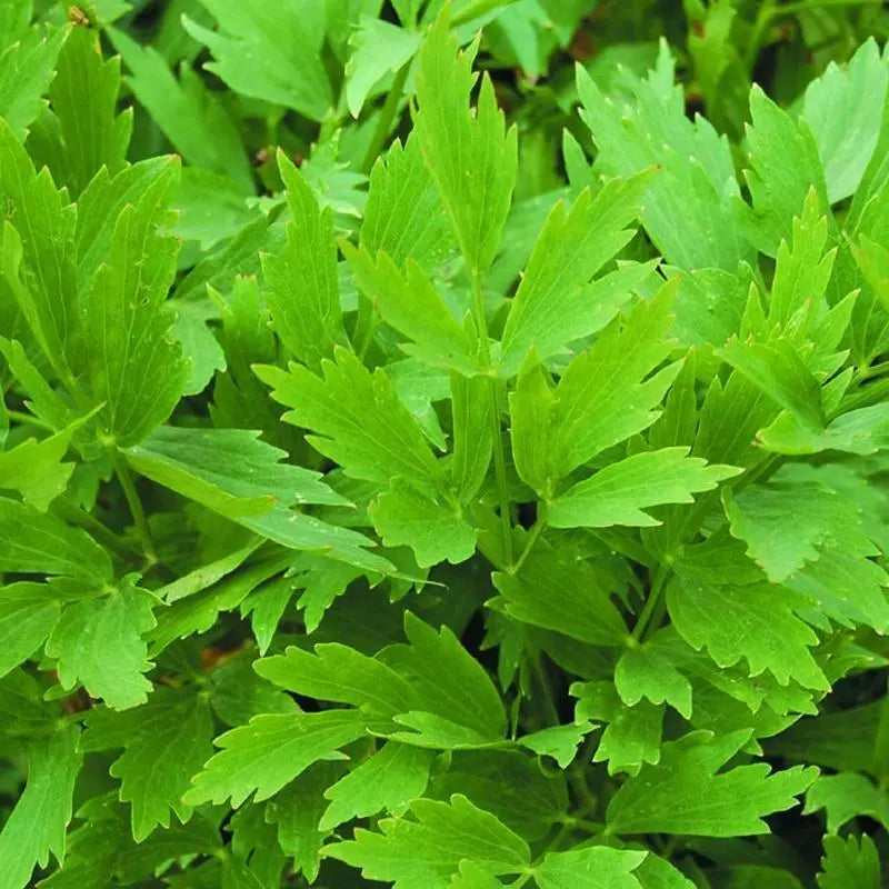 Lovage Seeds 200 Heirloom Non-GMO Perennial Herb - Levisticum officinale - Culinary Use, Easy to Grow, US Seller