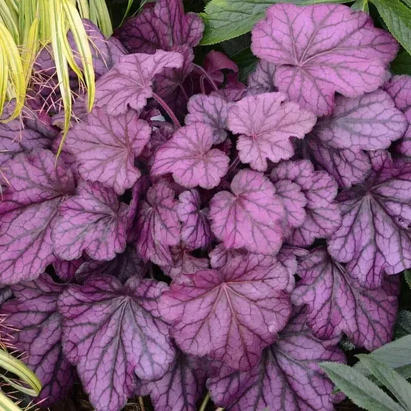 Heuchera Coral Bells 4" Pot, Forever Purple Foliage, Heuchera sanguinea, Vibrant Purple with Silver Overtones