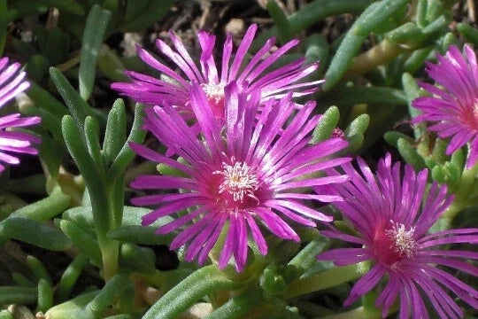 Magenta Ice Plant 1 Gallon Live Plant Delosperma cooperi Hardy Succulent Drought-Tolerant Ground Cover