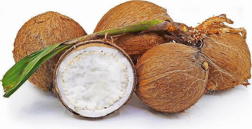Sprouted Coconut Fruit - Organic Costa Rican Coconut, Tropical Flavor, Cocos nucifera, Fresh & Certified