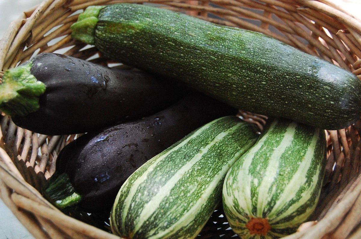 Zucchini Seeds Mixture | Non-GMO Vegetable Seeds | Cucurbita pepo | Fresh Squash Seed Variety for Home Gardening