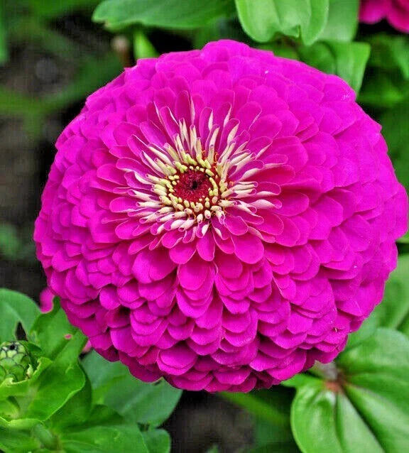 Zinnia Seeds - 300+ Lavender Annual Cut Flowers - Zinnia elegans for Summer Garden