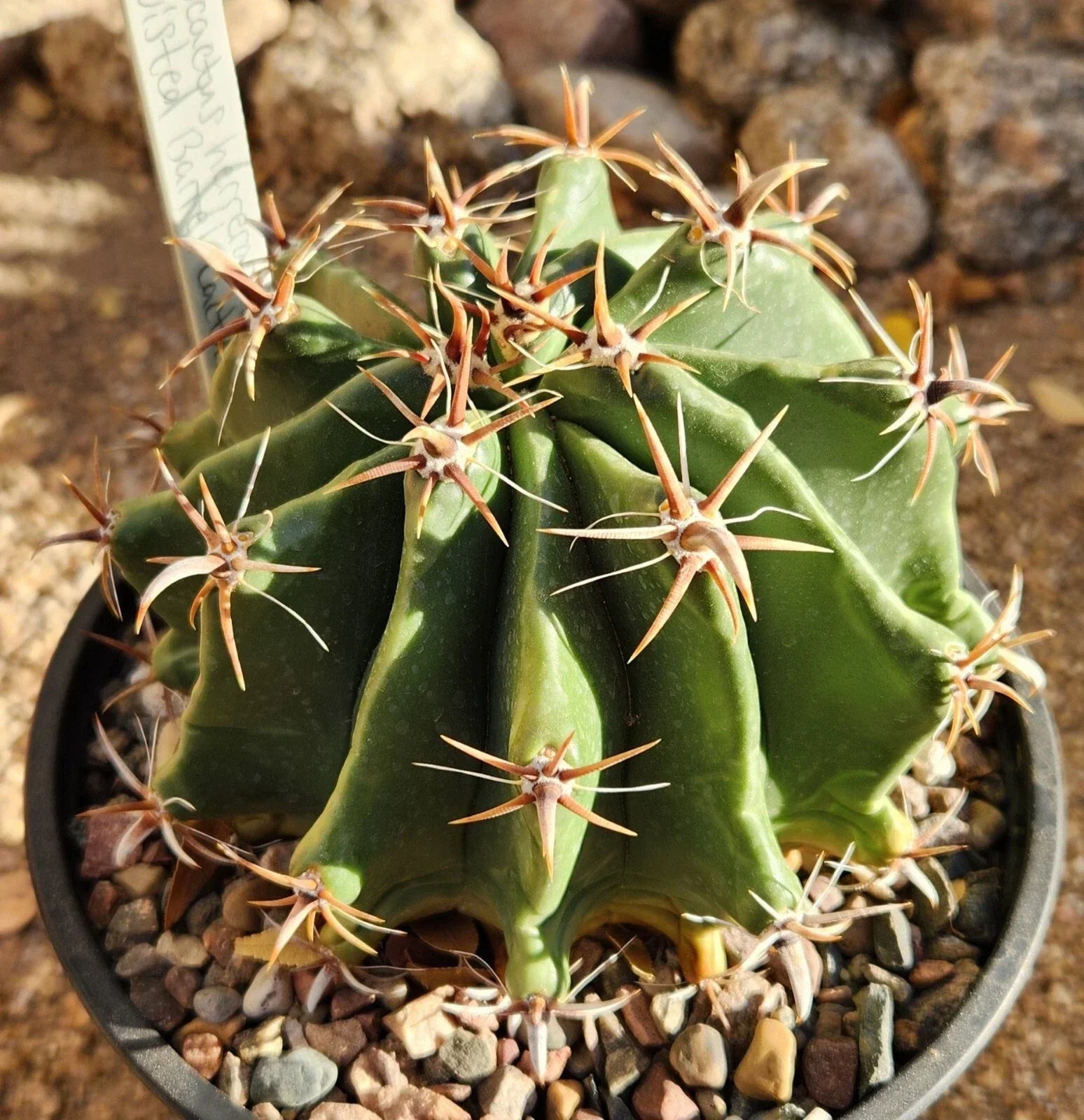 Live Rooted Barrel Cactus, Brevispinus Variety, Ferocactus herrerae, Drought-Tolerant Succulent for Indoor/Outdoor Gardening