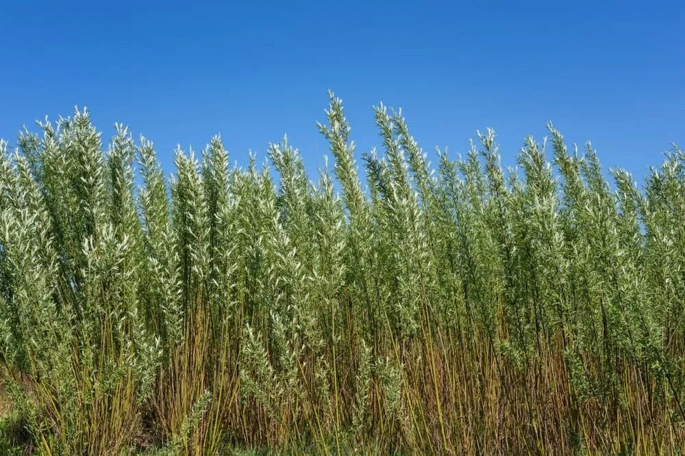 Fast Growing Privacy Trees | Starter Plant Aussie Willow | Natural Privacy Screen | Salix subserrata