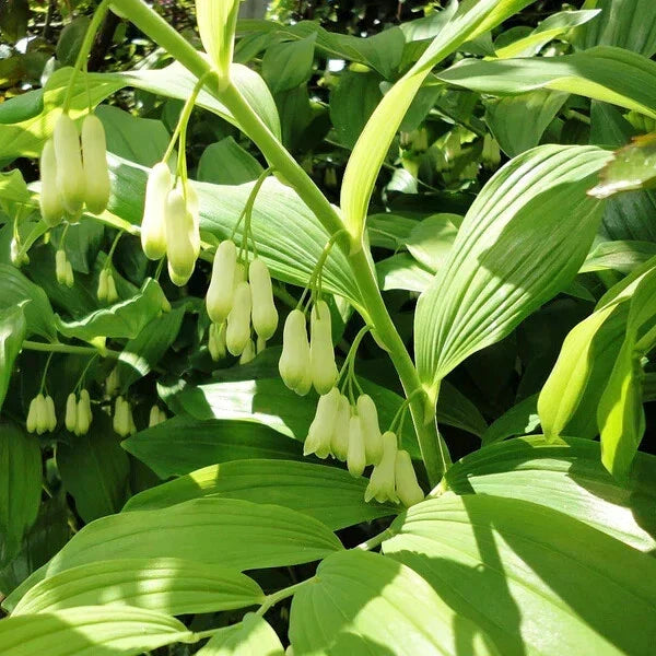 Solomon's Seal Bare-root Plant - Polygonatum biflorum - Perennial Shade Garden Favorite - Easy to Grow, Bell-shaped Flowers