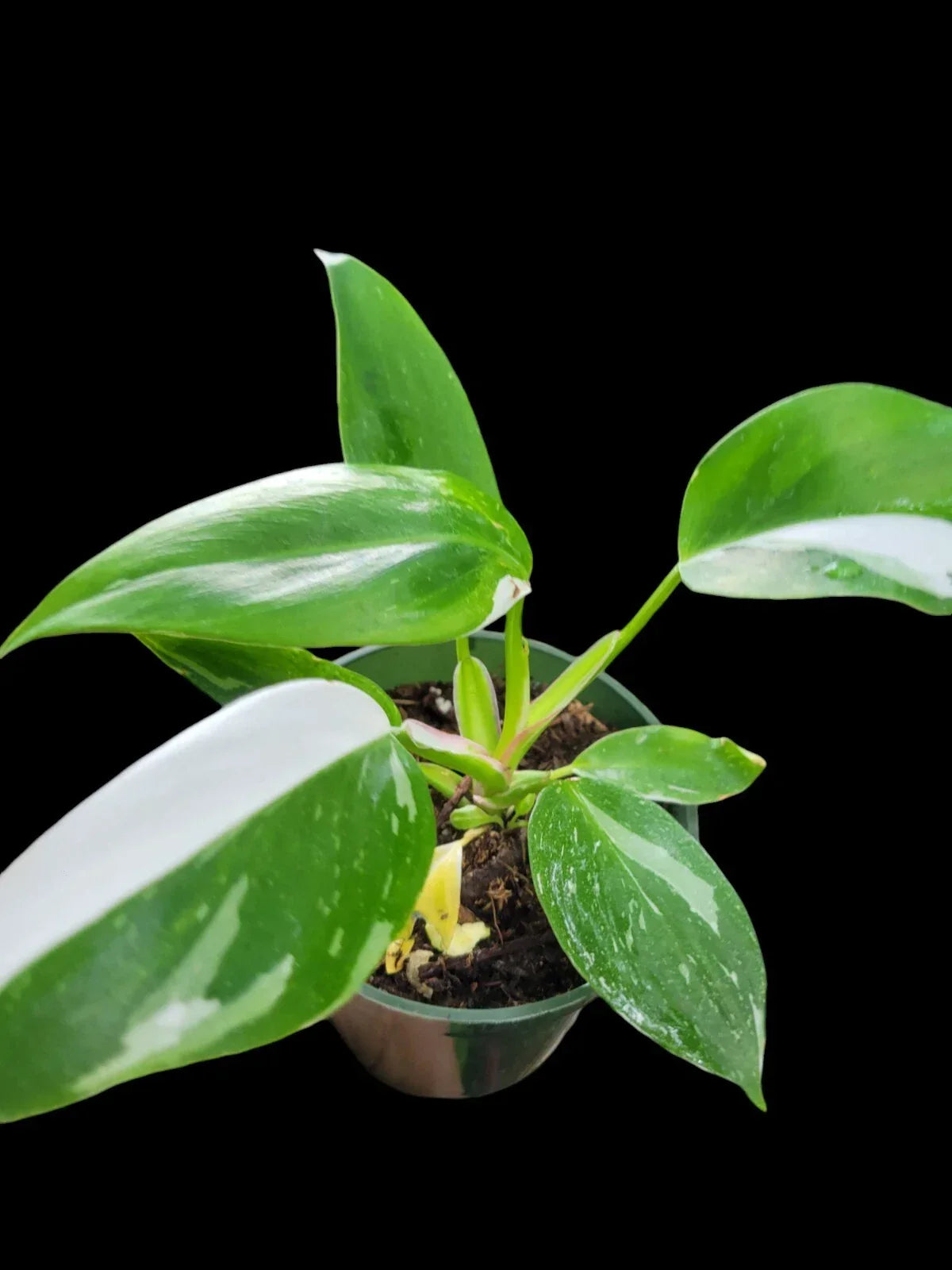 Philodendron White Princess Plant - 2.5" Pot - Variegated Houseplant - Philodendron 'White Princess' - Rare Indoor Plant
