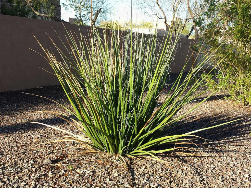 Giant Hesperaloe Seeds - 40 Count - Drought-Tolerant False Yucca with Red/Pink Flowers - Hesperaloe funifera