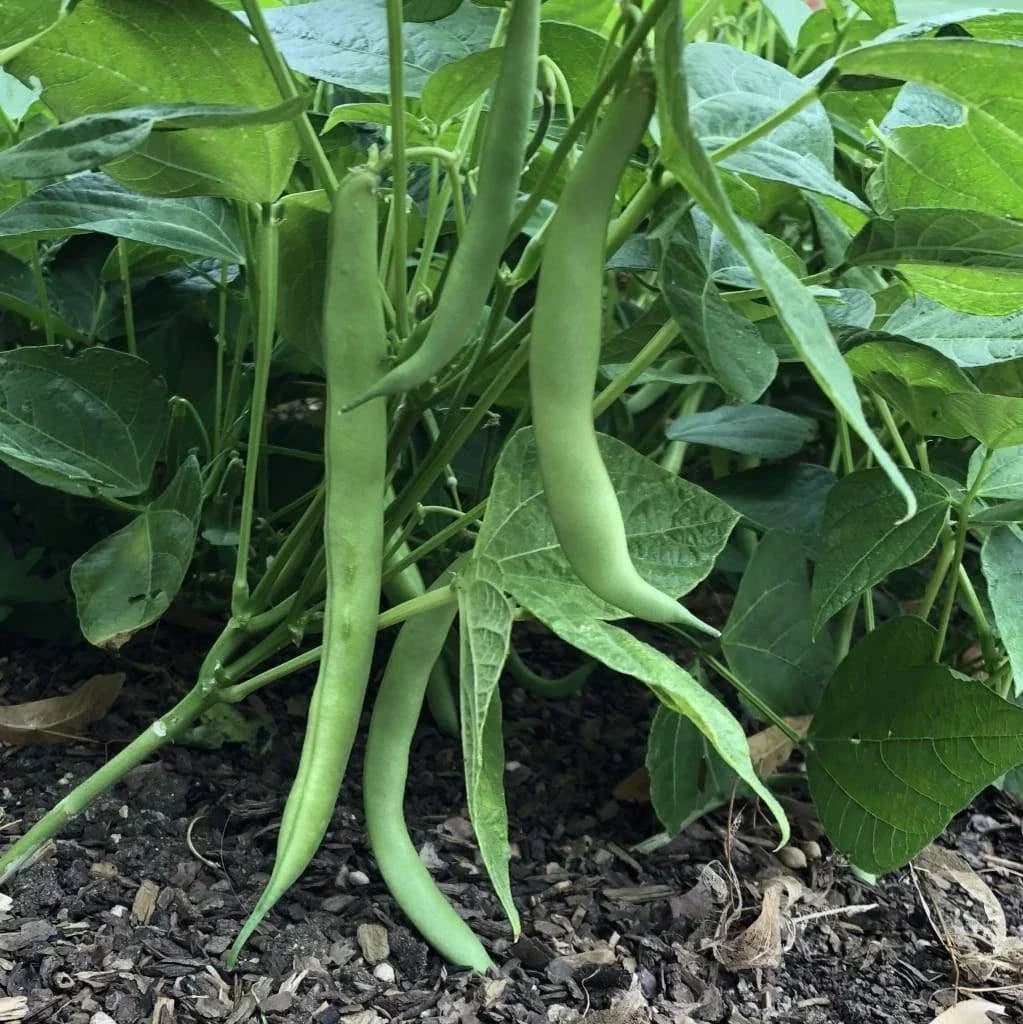 Improved Tendergreen Bean Seeds - 50 Pack, Bush Stringless Green Beans - Phaseolus vulgaris - Non-GMO Vegetable Garden Seeds
