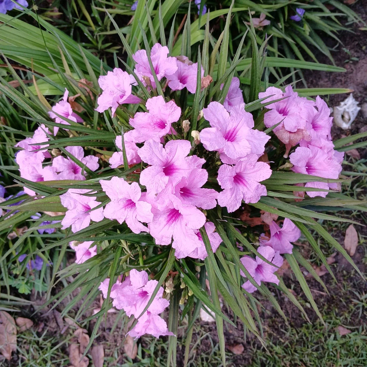 Dwarf Pink Mexican Petunia Plants - Blooming Size - Bare Root - Ruellia simplex - Vibrant Flowers for Garden