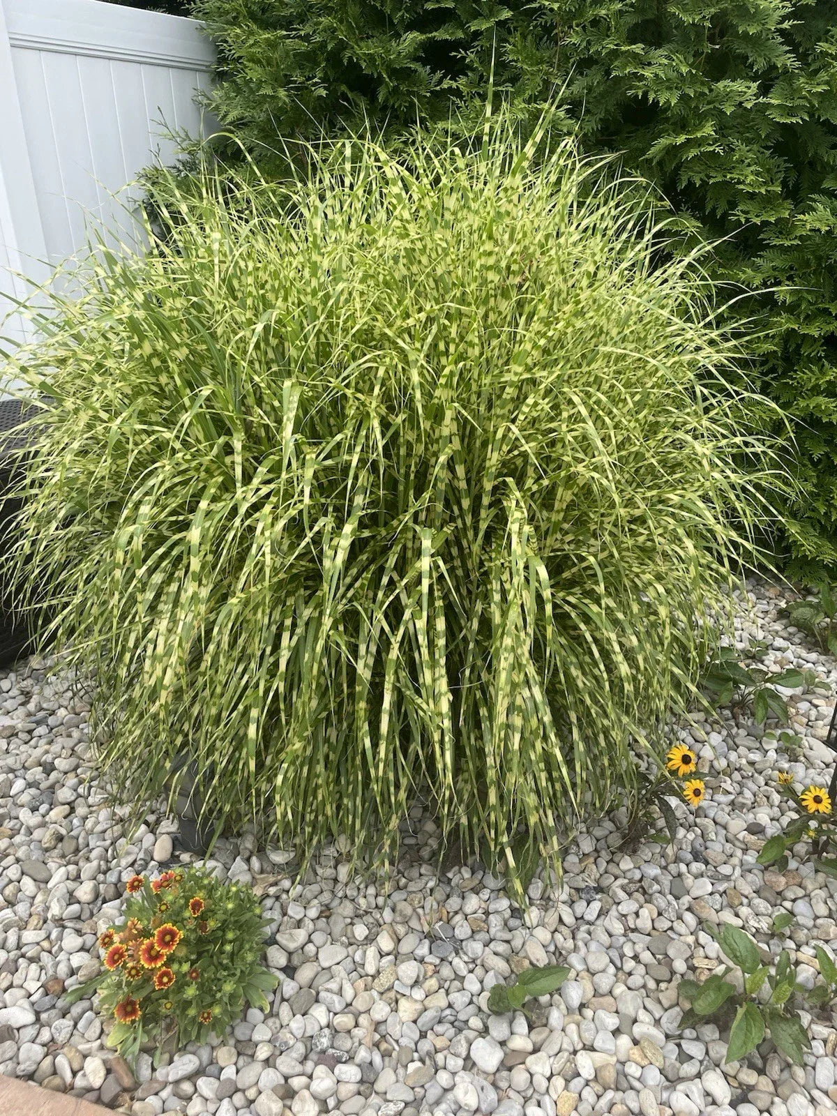 Zebra Maiden Grass Clump - Striped Gold Miscanthus sinensis 'Zebrinus' - Fully Rooted Perennial Plant for Landscaping
