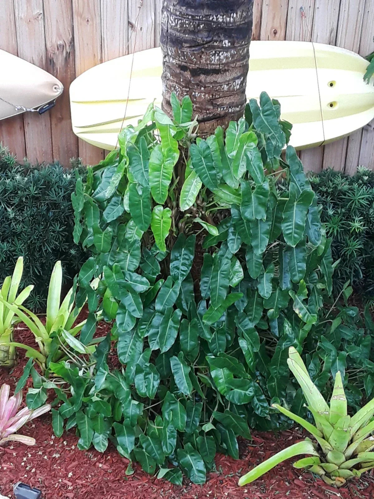 Philodendron Clipping 6-8" Burle Marx Tropical Plant Philodendron 'Burle Marx' Indoor Decor Air Purifying Greenery