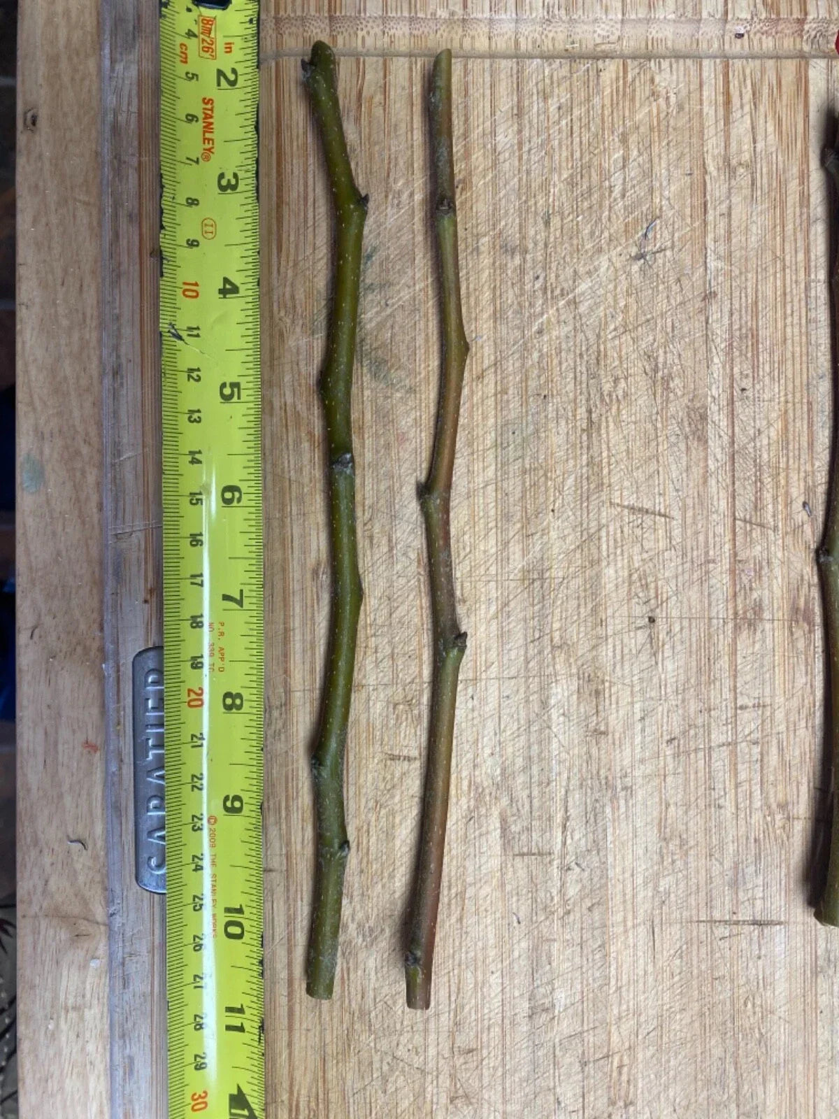 Fruit Tree Cuttings - Scion Wood for Grafting - Apple, Plum, Peach, Fig, Cherry, Mulberry - Malus, Prunus, Ficus, Morus