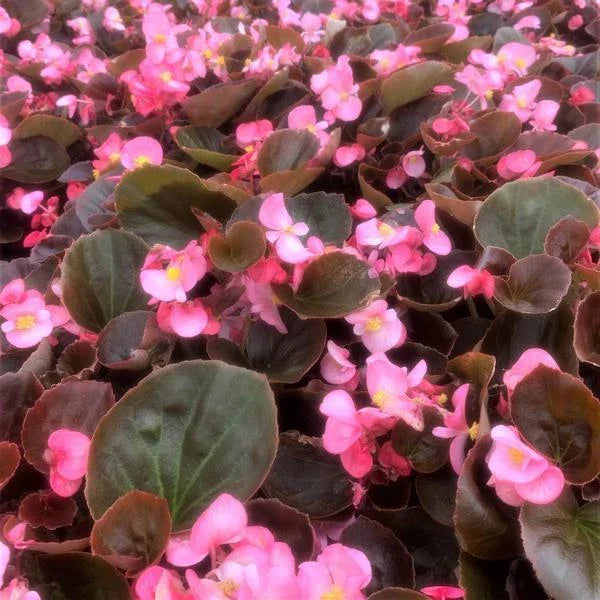 Begonia Seeds Set of 100 - Cocktail Gin PT - High Germination Rate - Begonia spp. - Ideal for Containers & Partial Shade