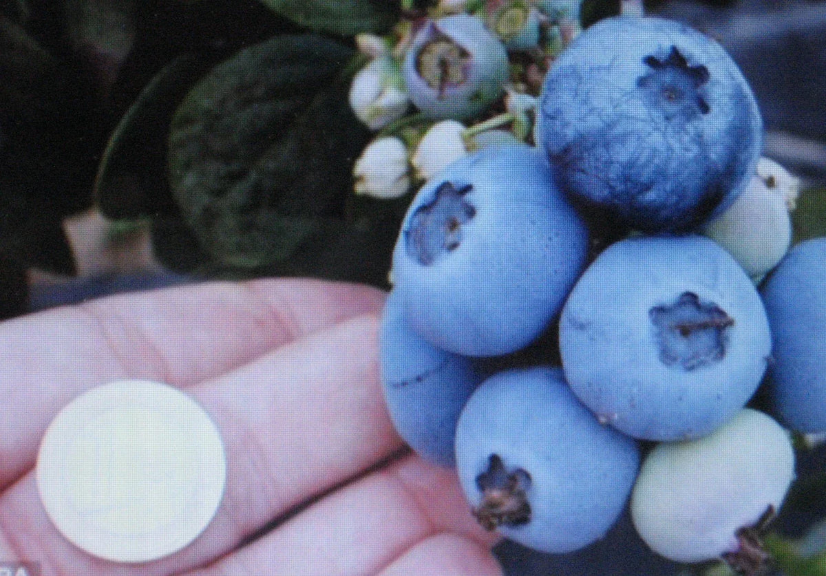 Northern Highbush Blueberry Seeds - 20 Pack - Attracts Wildlife - Vaccinium corymbosum - Sweet Blue Berries for Home Gardens